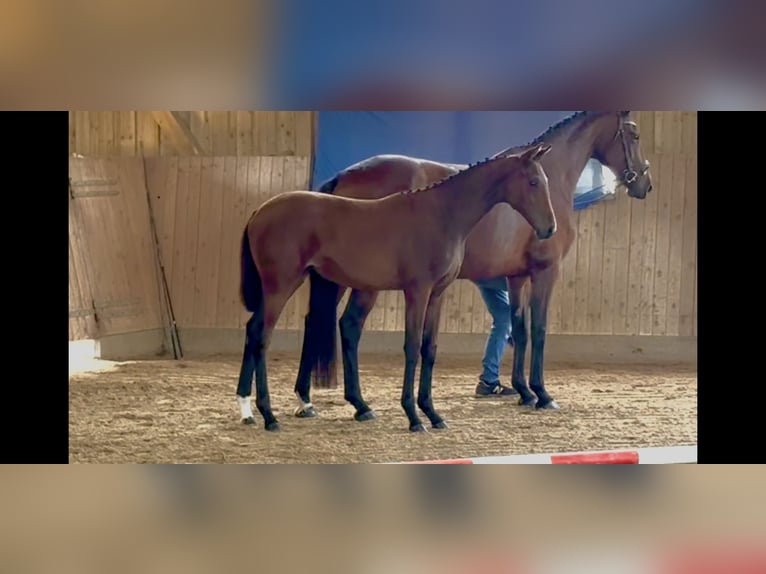 Deutsches Sportpferd Stute Fohlen (03/2025) 175 cm Brauner in L&#xF6;wenberger Land