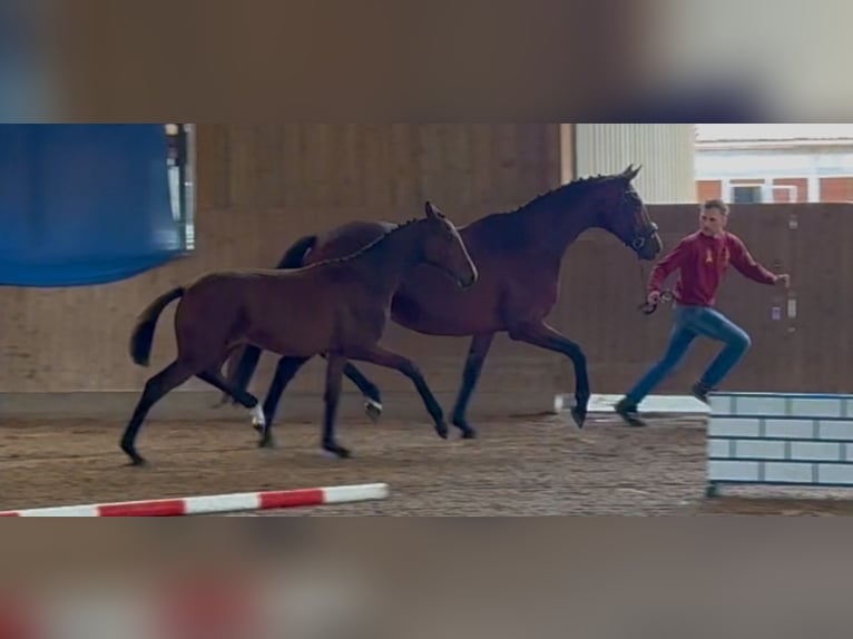 Deutsches Sportpferd Stute Fohlen (03/2025) 175 cm Brauner in L&#xF6;wenberger Land