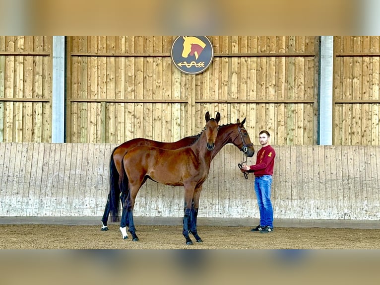 Deutsches Sportpferd Stute Fohlen (03/2025) 175 cm Brauner in L&#xF6;wenberger Land