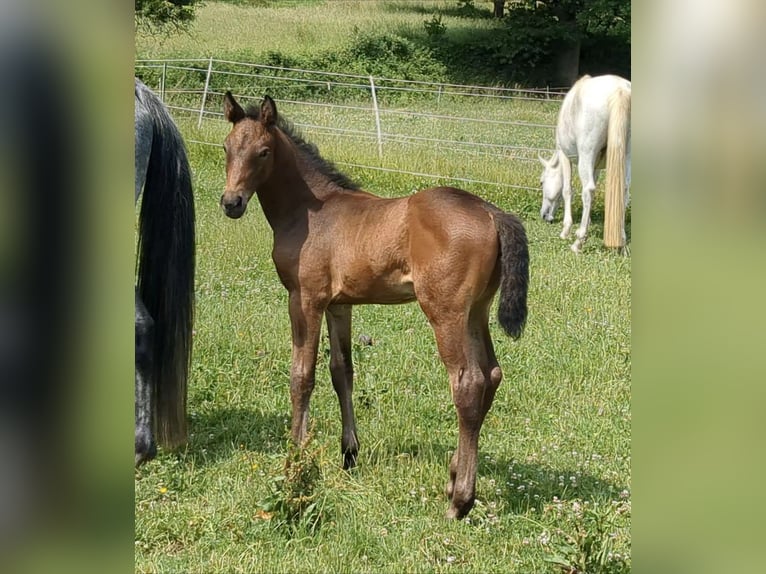 Deutsches Sportpferd Stute Fohlen (04/2025) Brauner in Bad K&#xF6;nig