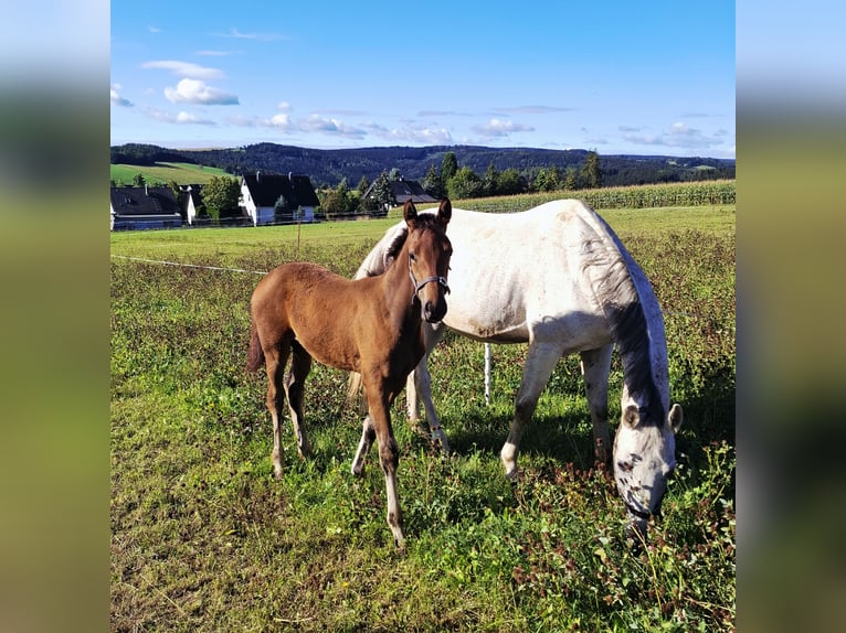 Deutsches Sportpferd Stute Fohlen (05/2026) Brauner in Amtsberg