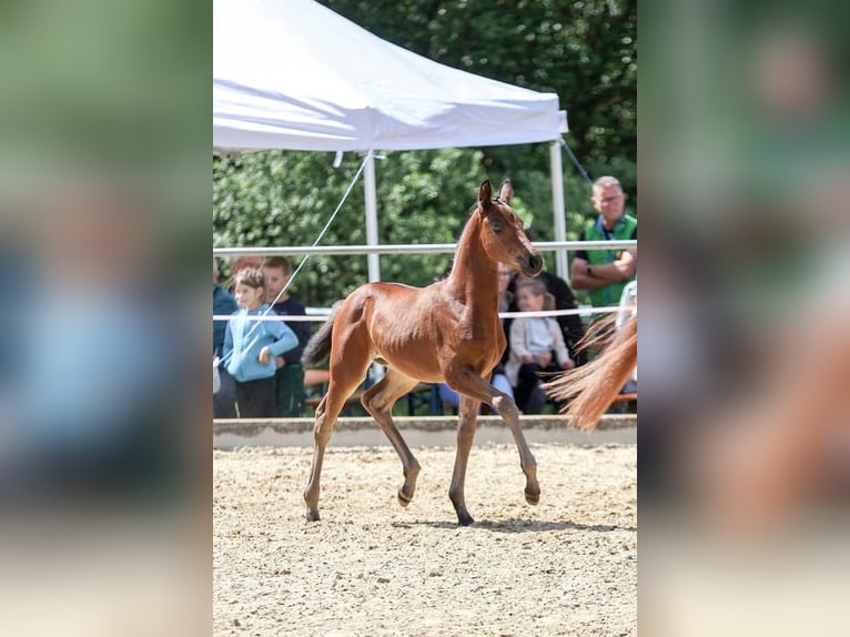Deutsches Sportpferd Stute Fohlen (04/2026) Brauner in Bad Wurzach