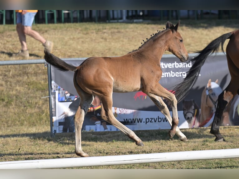 Deutsches Sportpferd Stute Fohlen (05/2026) Brauner in Berg