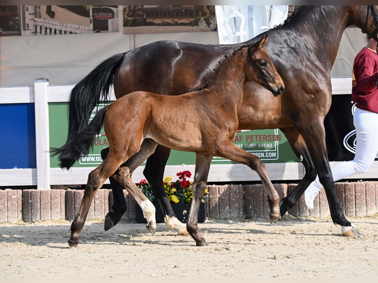 Deutsches Sportpferd Stute Fohlen (04/2025) Brauner in Gomadingen