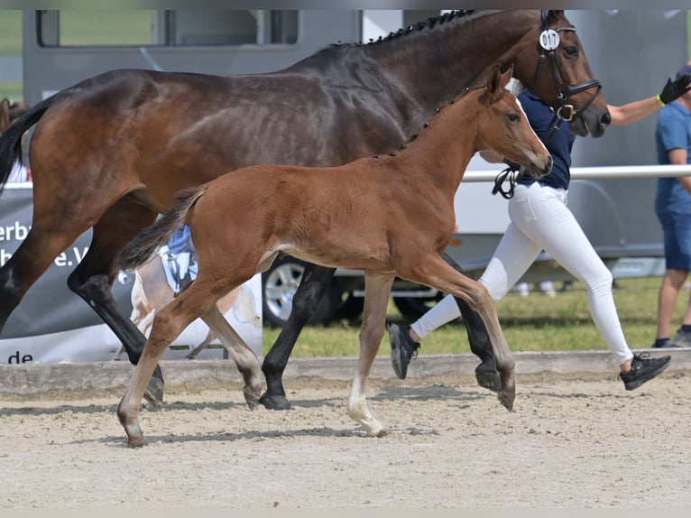 Deutsches Sportpferd Stute Fohlen (04/2025) Brauner in Gomadingen