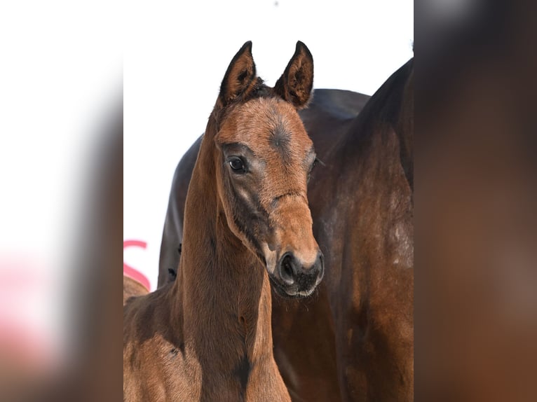 Deutsches Sportpferd Stute Fohlen (04/2025) Brauner in Gomadingen