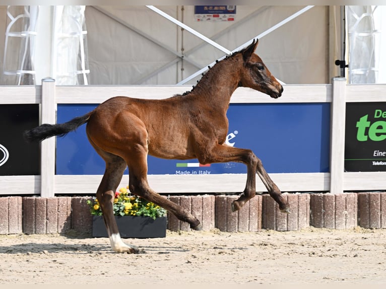 Deutsches Sportpferd Stute Fohlen (04/2025) Brauner in Gomadingen