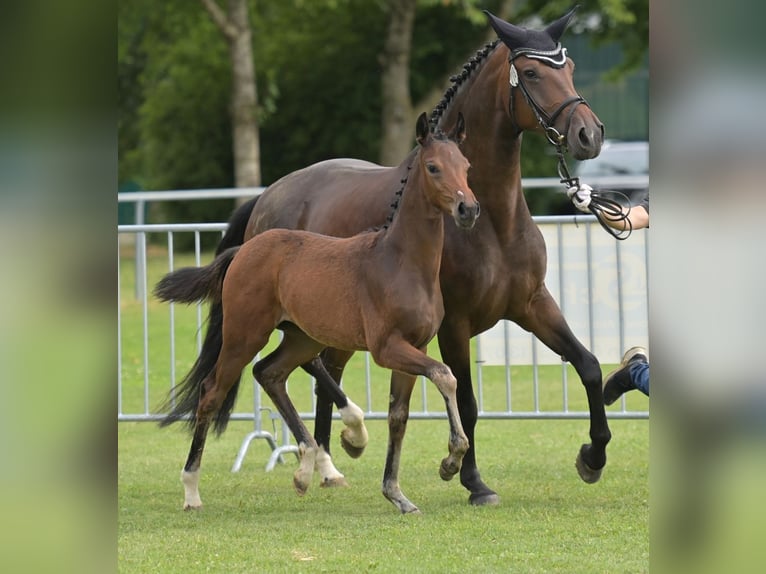 Deutsches Sportpferd Stute Fohlen (04/2025) Brauner in Gomadingen