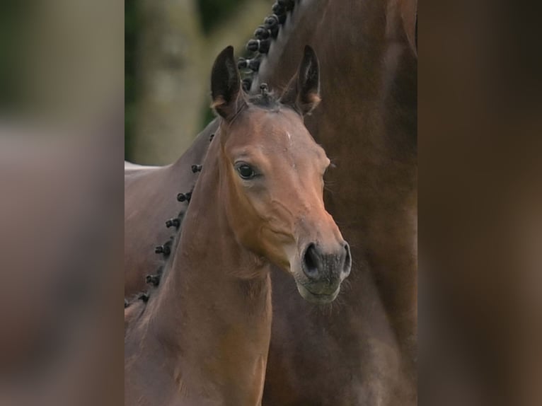 Deutsches Sportpferd Stute Fohlen (04/2025) Brauner in Gomadingen