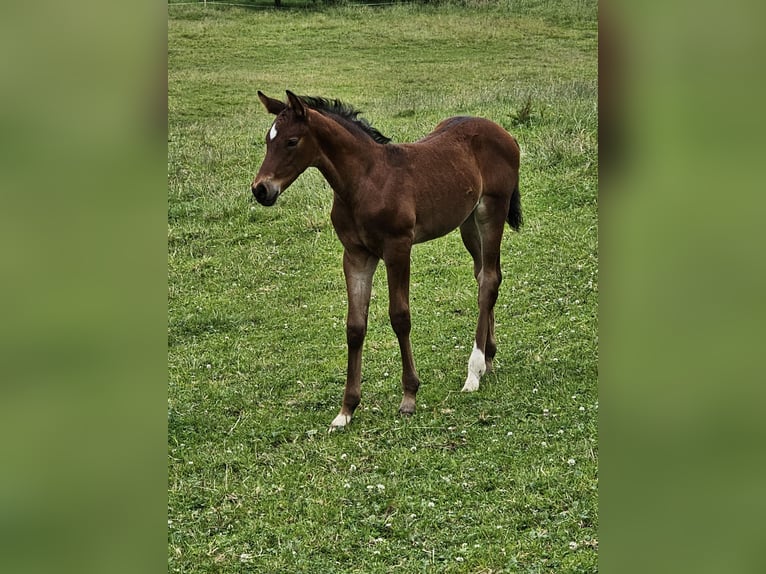 Deutsches Sportpferd Stute Fohlen (05/2024) Brauner in Hohenpeißenberg