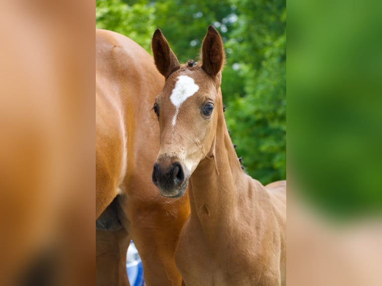 Deutsches Sportpferd Stute Fohlen (04/2025) Brauner in Pollitz