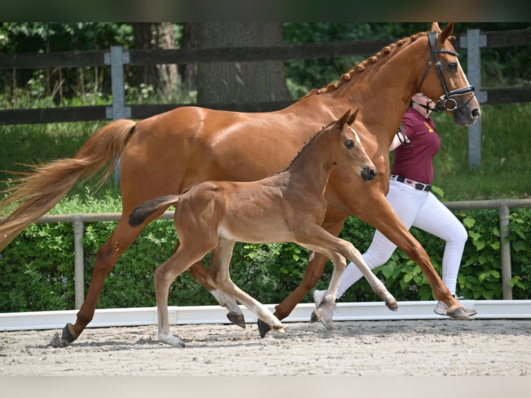 Deutsches Sportpferd Stute Fohlen (04/2025) Brauner in Pollitz