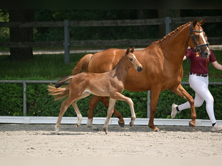 Deutsches Sportpferd Stute Fohlen (04/2025) Brauner in Pollitz