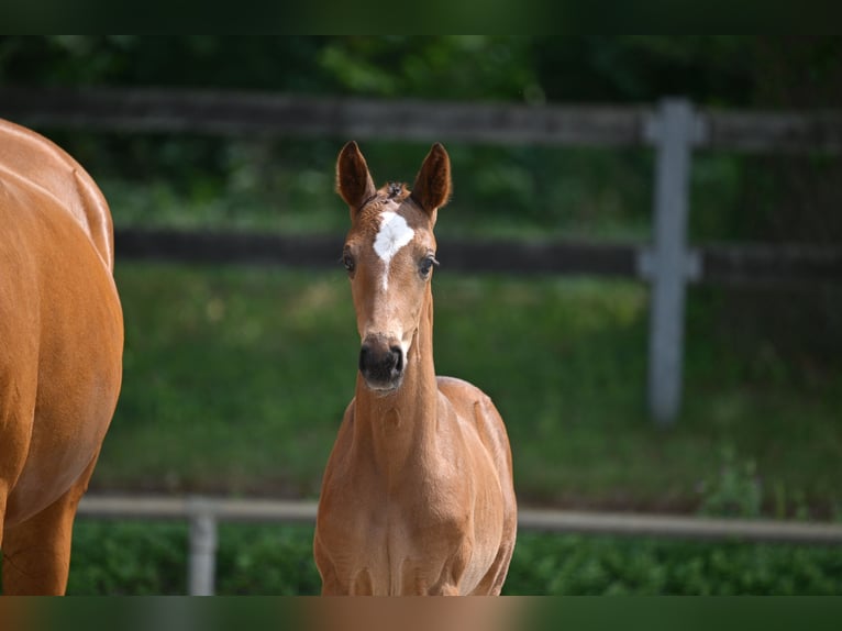 Deutsches Sportpferd Stute Fohlen (04/2025) Brauner in Pollitz