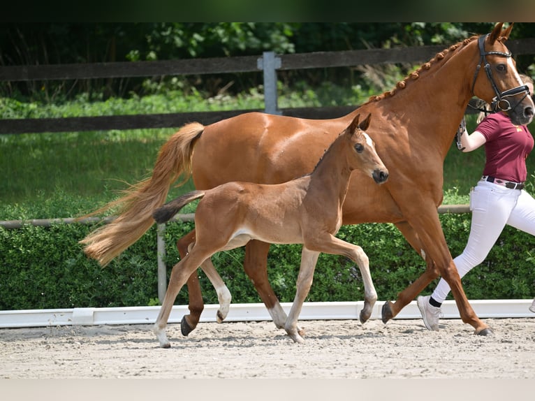 Deutsches Sportpferd Stute Fohlen (04/2025) Brauner in Pollitz