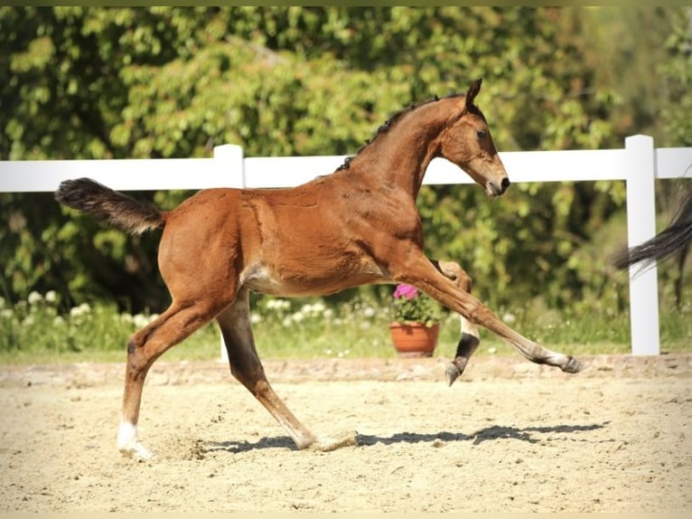 Deutsches Sportpferd Stute  Brauner in Leutra