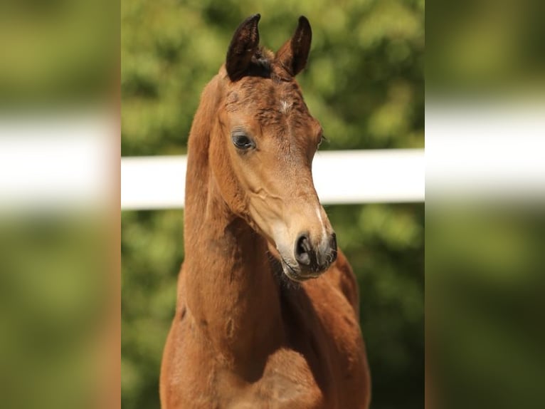 Deutsches Sportpferd Stute  Brauner in Leutra