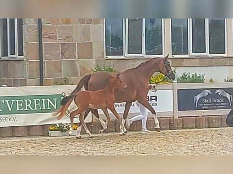 Deutsches Sportpferd Stute Fohlen (04/2024) Brauner in Villingen-Schwenningen