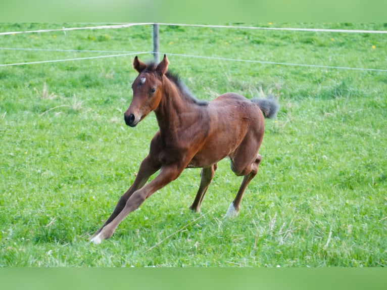 Deutsches Sportpferd Stute  Brauner in M&#xFC;nsingen