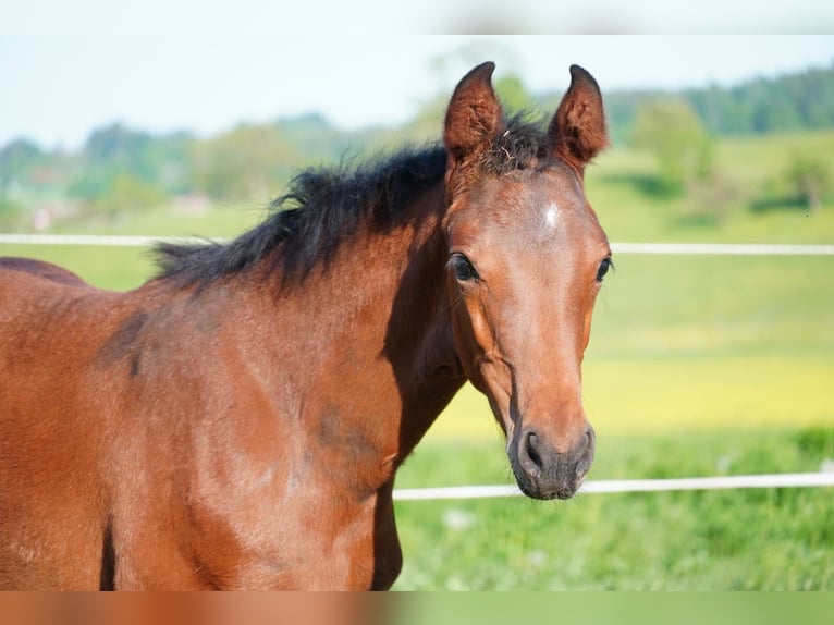 Deutsches Sportpferd Stute  Brauner in M&#xFC;nsingen