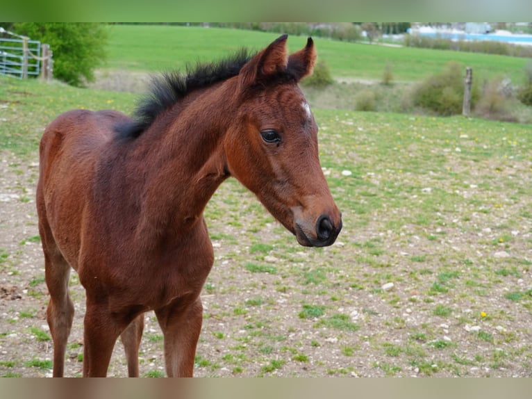 Deutsches Sportpferd Stute  Brauner in M&#xFC;nsingen