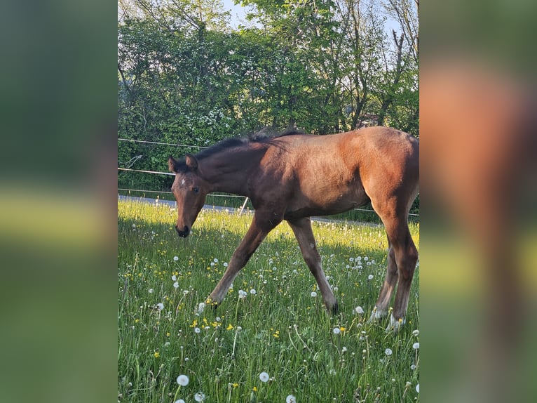 Deutsches Sportpferd Stute  Brauner in M&#xFC;nsingen