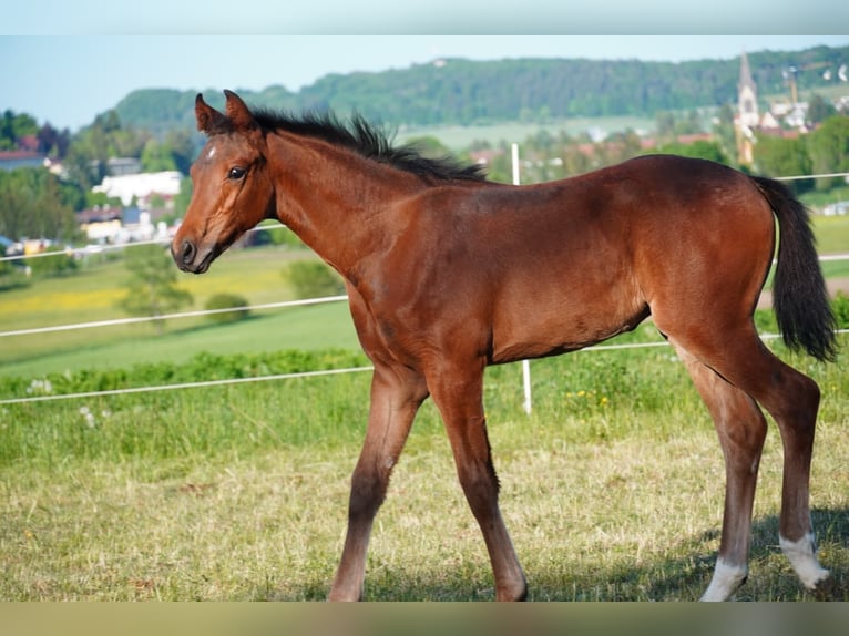 Deutsches Sportpferd Stute  Brauner in M&#xFC;nsingen