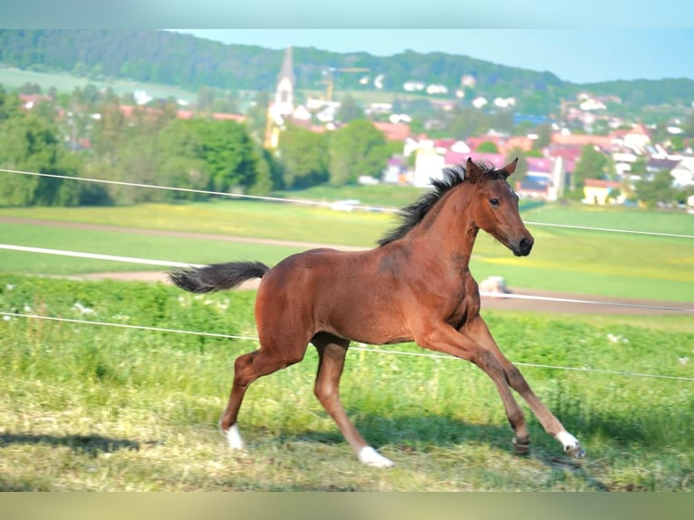 Deutsches Sportpferd Stute  Brauner in M&#xFC;nsingen