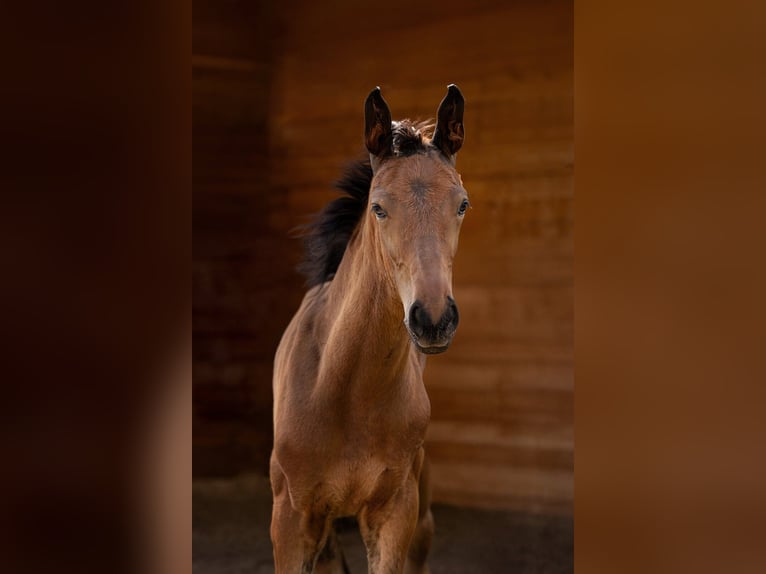 Deutsches Sportpferd Stute Fohlen (05/2025) Brauner in Uhlst&#xE4;dt-Kirchhasel