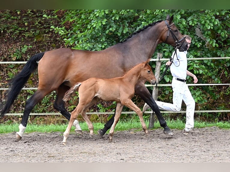 Deutsches Sportpferd Stute Fohlen (06/2025) Brauner in Niederstetten