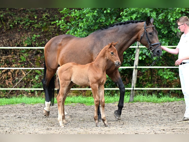Deutsches Sportpferd Stute Fohlen (06/2025) Brauner in Niederstetten