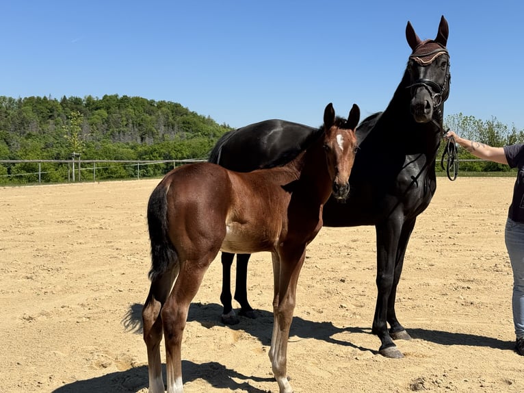 Deutsches Sportpferd Stute  Brauner in Ranis