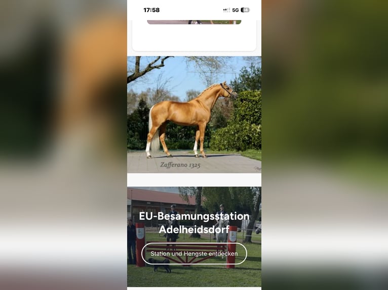 Deutsches Sportpferd Stute Fohlen (04/2026) Brauner in Heiligengrabe