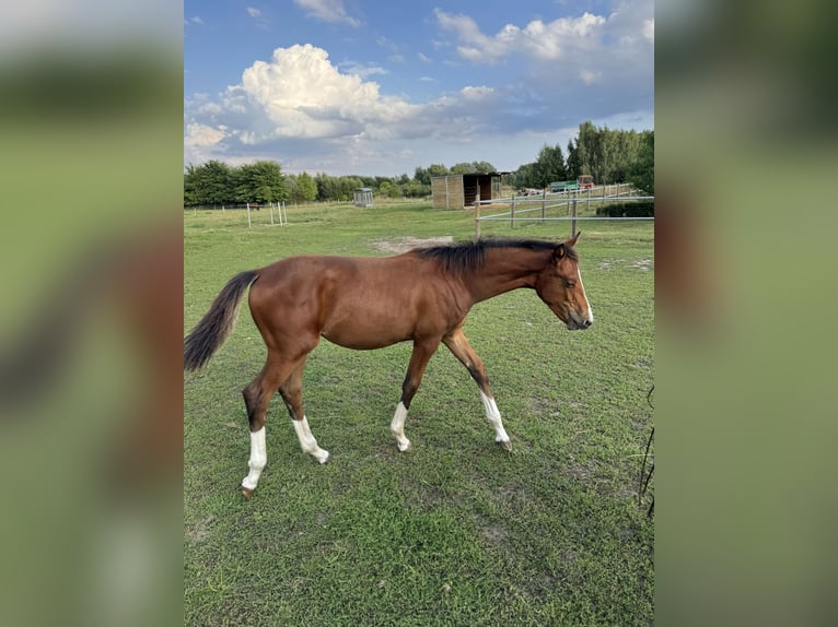 Deutsches Sportpferd Stute Fohlen (04/2026) Brauner in Heiligengrabe