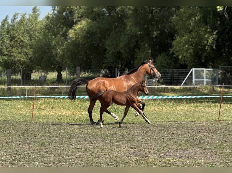 Deutsches Sportpferd Stute Fohlen (04/2025) Brauner in Annaburg