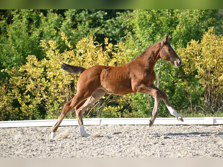 Deutsches Sportpferd Stute  Brauner in Gutenborn