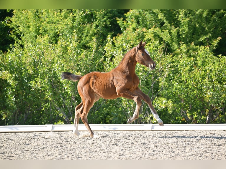 Deutsches Sportpferd Stute  Brauner in Gutenborn