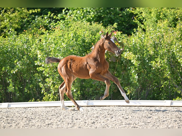 Deutsches Sportpferd Stute  Brauner in Gutenborn