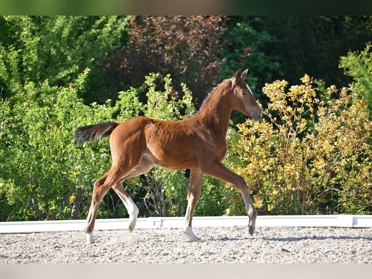 Deutsches Sportpferd Stute  Brauner in Gutenborn