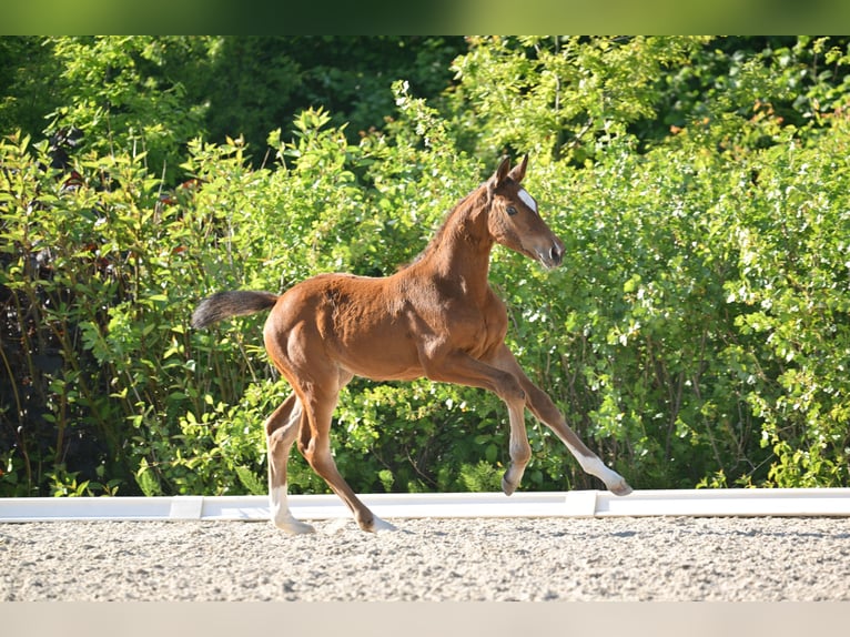 Deutsches Sportpferd Stute  Brauner in Gutenborn