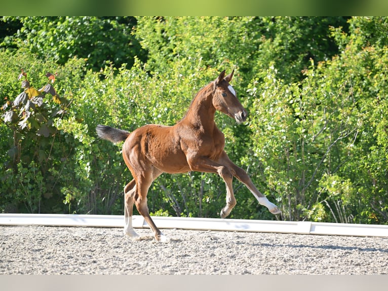Deutsches Sportpferd Stute  Brauner in Gutenborn