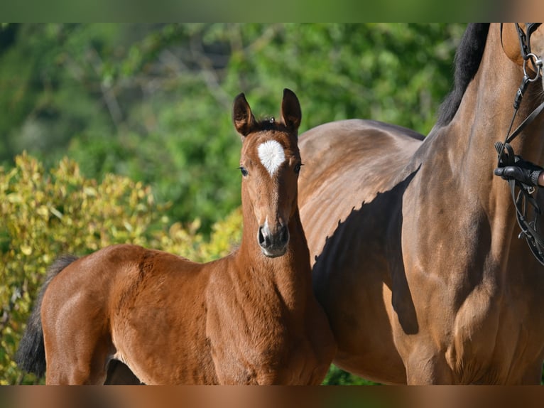 Deutsches Sportpferd Stute  Brauner in Gutenborn