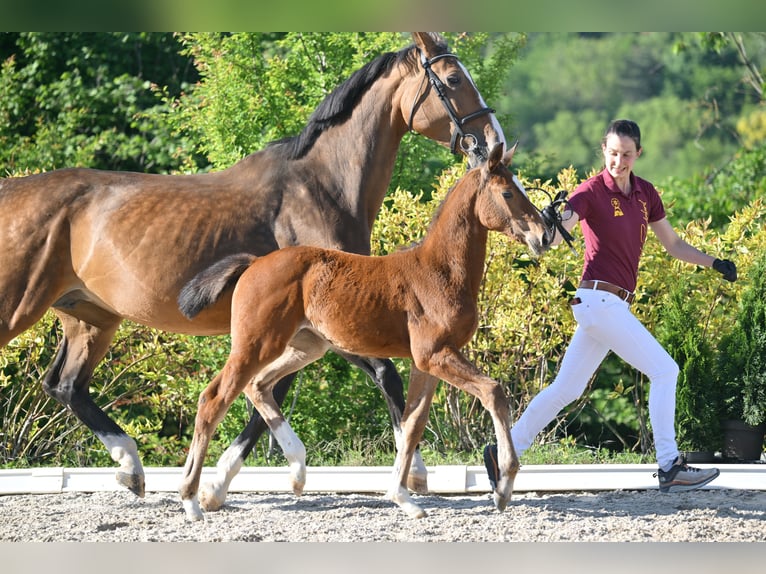 Deutsches Sportpferd Stute  Brauner in Gutenborn