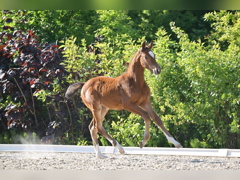 Deutsches Sportpferd Stute  Brauner in Gutenborn