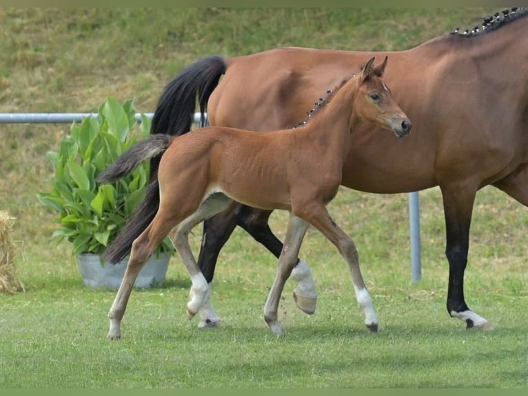 Deutsches Sportpferd Stute Fohlen (06/2025) Brauner in Fronhofen