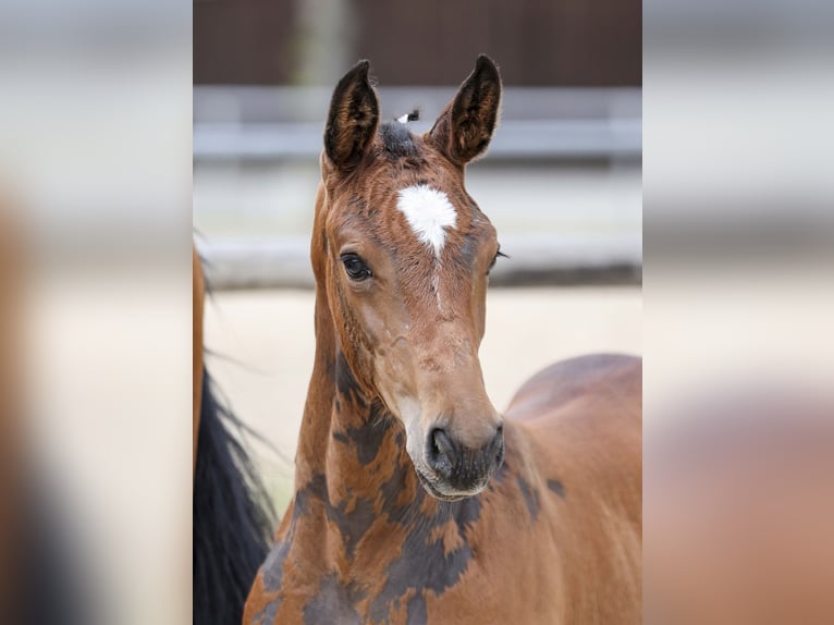 Deutsches Sportpferd Stute Fohlen (05/2025) Brauner in Gomadingen