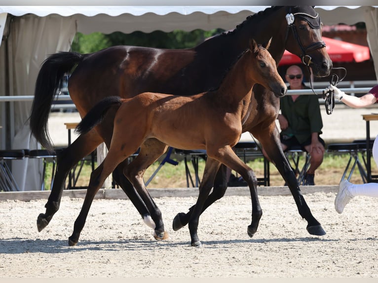 Deutsches Sportpferd Stute Fohlen (04/2025) Brauner in Gomadingen