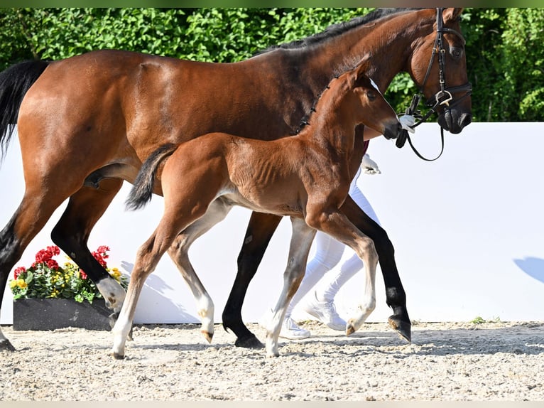 Deutsches Sportpferd Stute Fohlen (05/2025) Brauner in Gomadingen