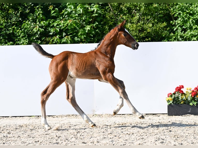 Deutsches Sportpferd Stute Fohlen (05/2025) Brauner in Gomadingen