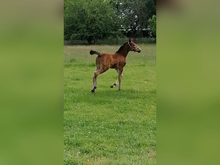 Deutsches Sportpferd Stute  Brauner in Salzwedel